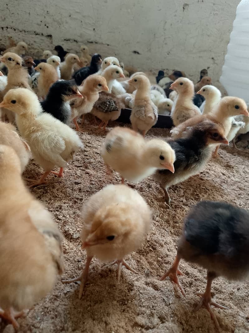 golden mirsi 6 day old Chicks | Misri Farming | Farm Silver Golden 6