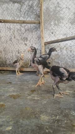 aseel shamo chicks available a plus quality