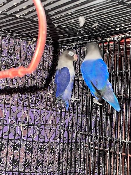 Love bird breeder pair 7