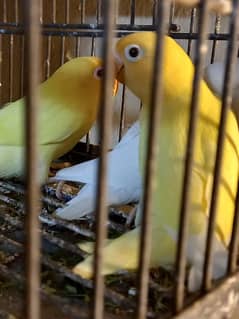 Love birds for sale ( Albino, Cremino, Decino, Lutino Personata )
