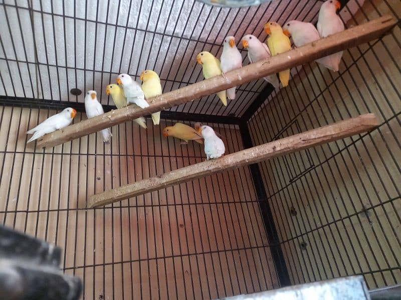 Love birds for sale ( Albino, Cremino, Decino, Lutino Personata ) 3