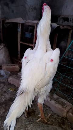 white o shamo chicks
