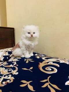 double coated Persian kittens