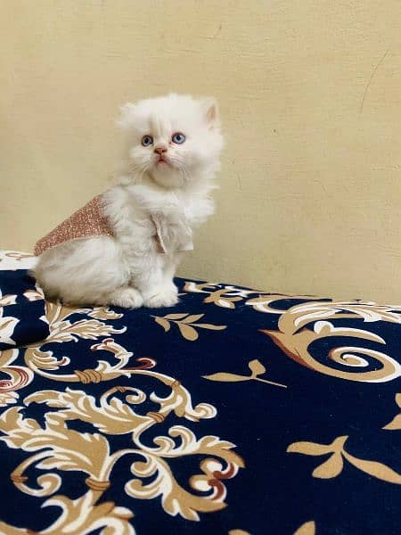 double coated Persian kittens 1