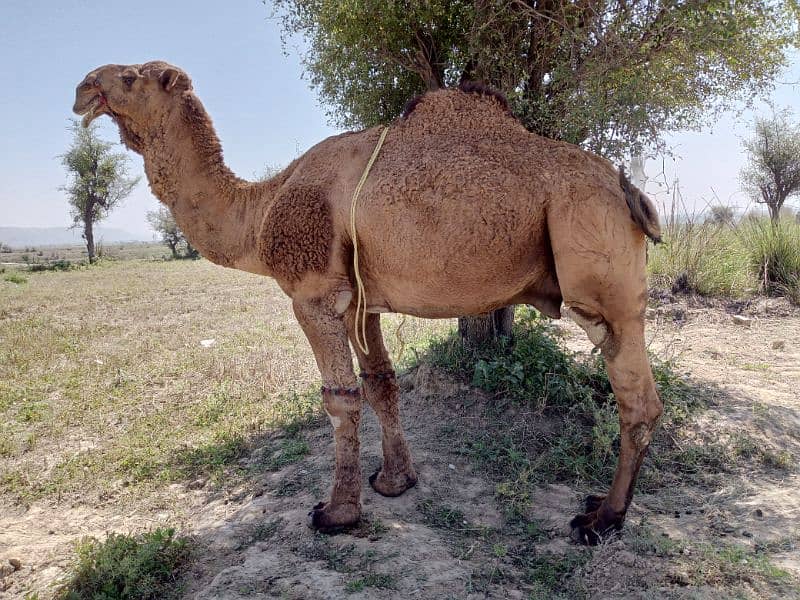 camel for sale. . . donda . . . best for qurbani . . wtsap 03015821413 1