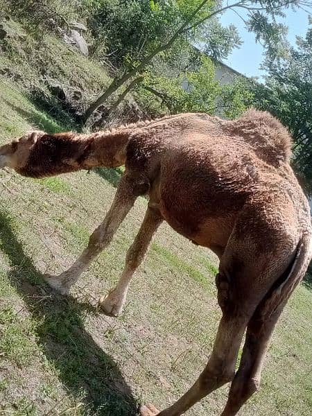 camel for sale. . . donda . . . best for qurbani . . wtsap 03015821413 2