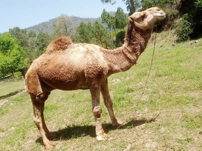 camel for sale. . . donda . . . best for qurbani . . wtsap 03015821413 3