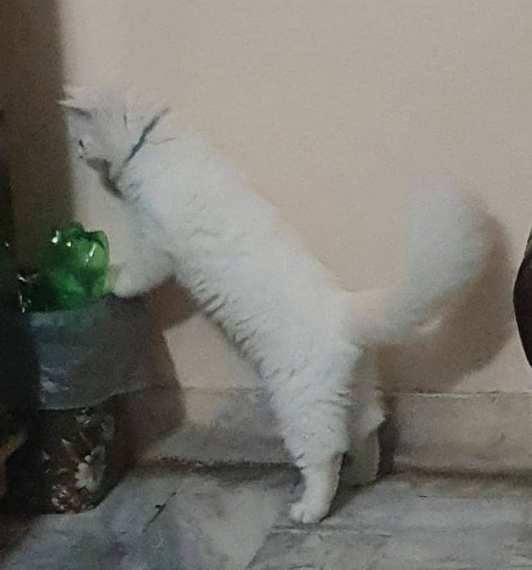 White Persian Pure Breed Male Cat 0