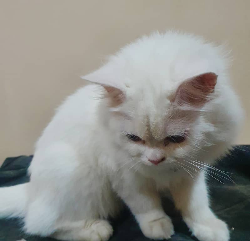 White Persian Pure Breed Male Cat 1