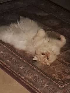 persian cat ,triple coat