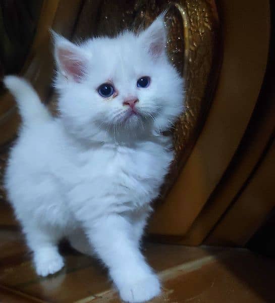 kitten for sale 0