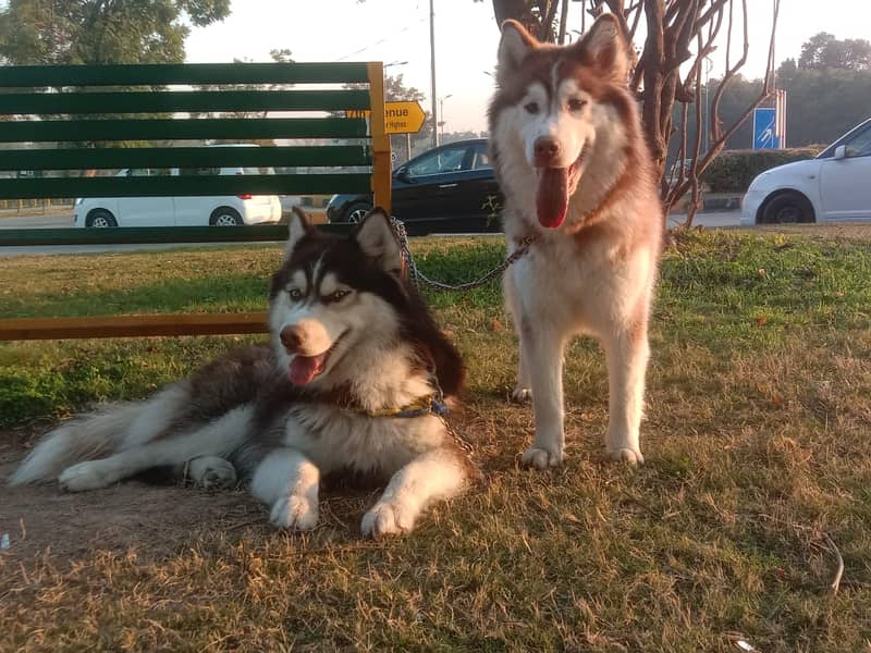Alskan Husky- puppies (Rs. 2 lac each) and adult (Rs. 10 lac for pair) 1