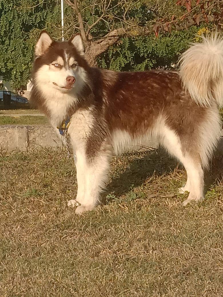 Alskan Husky- puppies (Rs. 2 lac each) and adult (Rs. 10 lac for pair) 2
