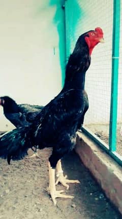 blue shamo and black chicks