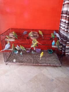 25 parrot 12 pair with Pinjra For Sale