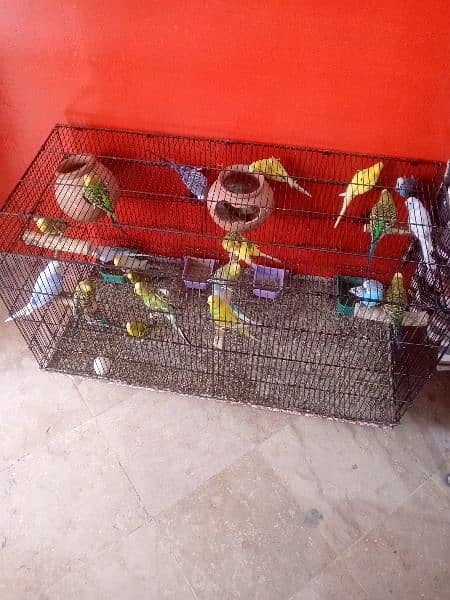 16 parrot 8 pair with Pinjra For Sale 1