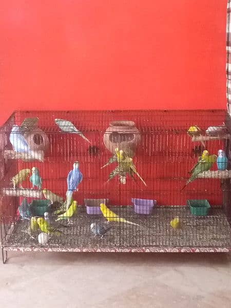 16 parrot 8 pair with Pinjra For Sale 2