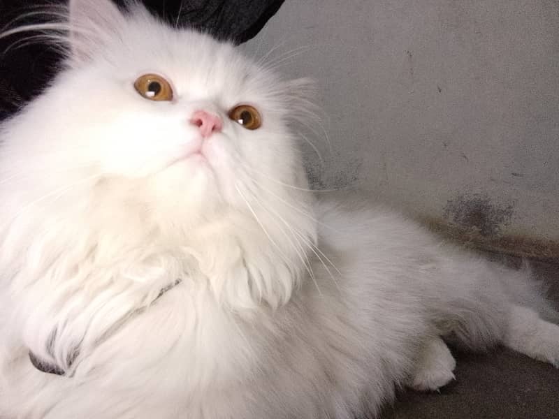 Long Coat Persian Cat 3