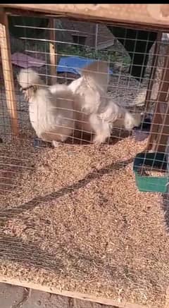 Top class silkie trio set for sale