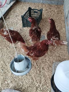 Lohman Brown starter hen (f 1 breed)