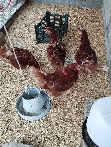 Lohman Brown starter hen (f 1 breed) 0