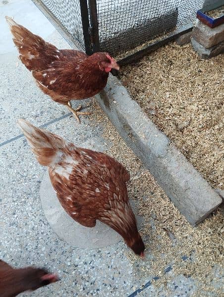 Lohman Brown starter hen (f 1 breed) 1