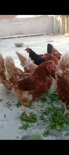 Lohman Brown starter hen (f 1 breed) 2