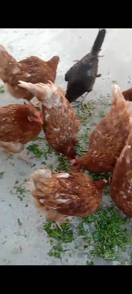 Lohman Brown starter hen (f 1 breed) 3