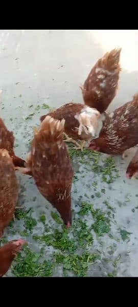 Lohman Brown starter hen (f 1 breed) 4
