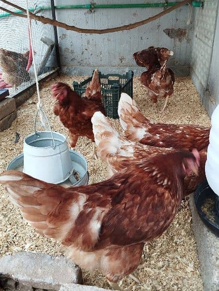Lohman Brown starter hen (f 1 breed) 5