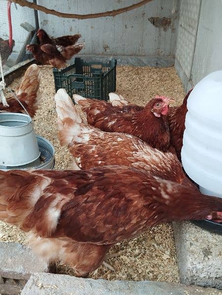 Lohman Brown starter hen (f 1 breed) 6