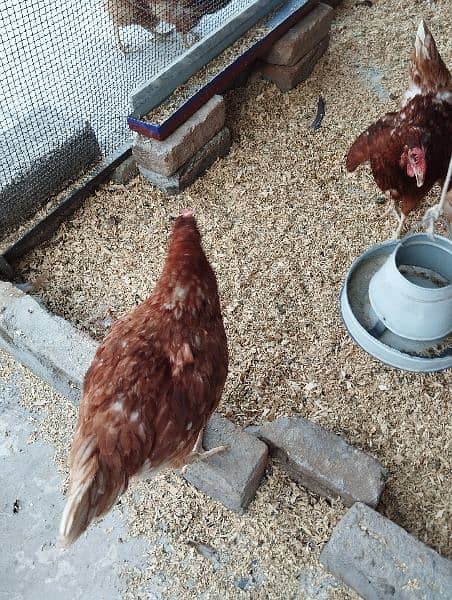 Lohman Brown starter hen (f 1 breed) 7