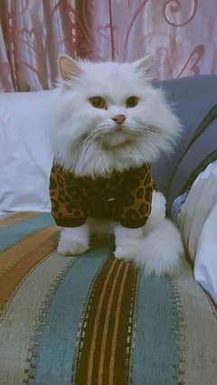 Semi doll Persian Cat