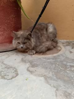 pair of Persian cats male and female both for sale