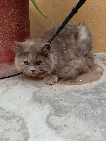pair of Persian cats male and female both for sale 1