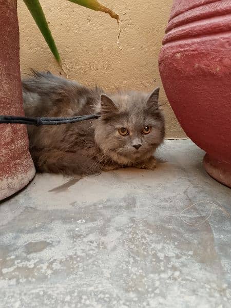 pair of Persian cats male and female both for sale 7