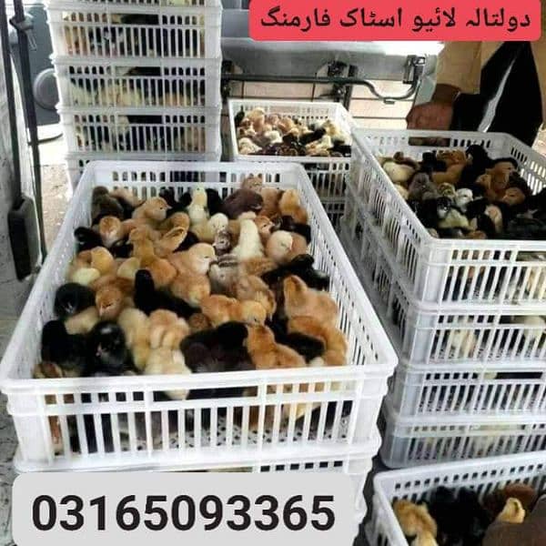 golden misri one month chicks available for sale location daultala 1