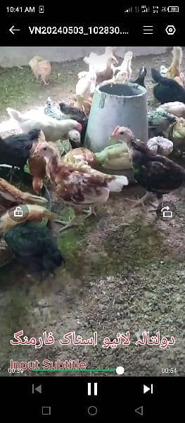 golden misri one month chicks available for sale location daultala 5