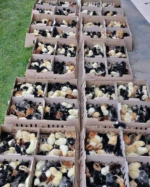 golden misri one month chicks available for sale location daultala 7