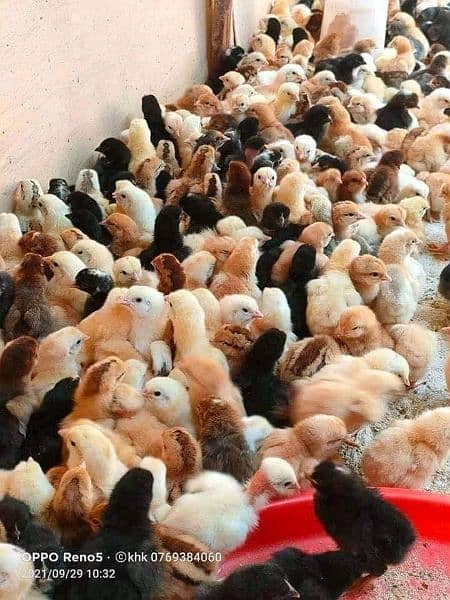 golden misri one month chicks available for sale location daultala 15