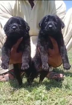 Black German Shepherd |  German Shepherd Puppies For sale