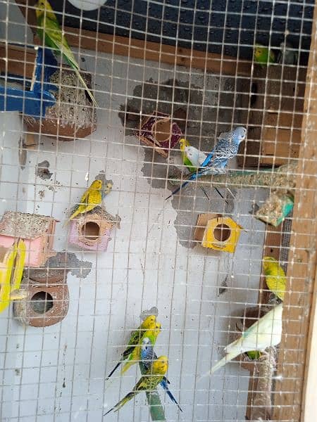 Australian parrots for sale 1