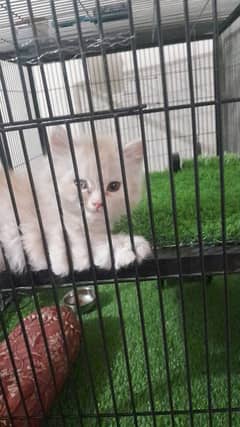 Persian Cat pair with cage