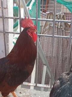 HEALTHY RIR ROOSTER AND  6 MONTHS ROOSTER MALE AVAILBLE