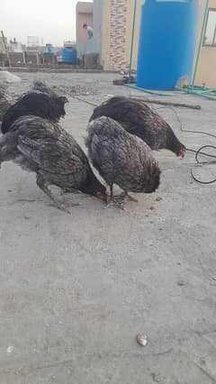 Australorp heritage pair Availbale for sale