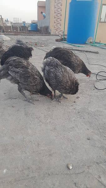 Australorp heritage pair Availbale for sale 0