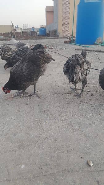 Australorp heritage pair Availbale for sale 1