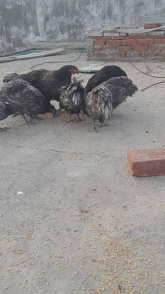 Australorp heritage pair Availbale for sale 2