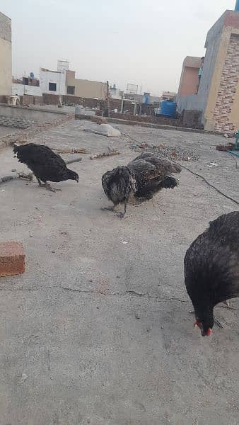Australorp heritage pair Availbale for sale 3