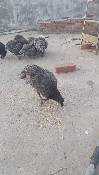 Australorp heritage pair Availbale for sale 4